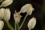 Florida cacalia